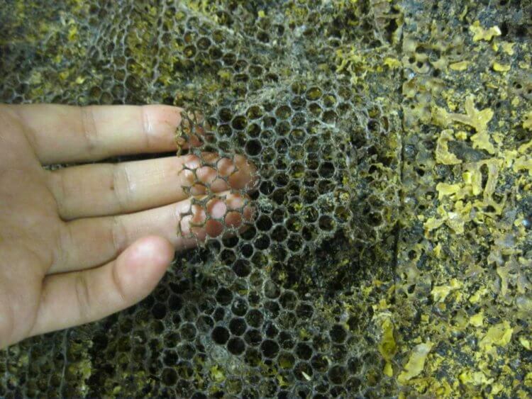 Очистка планеты от пластика. Личинки большой восковой моли доставляют пчеловодам много проблем. Фото.