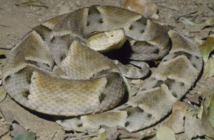 Больно ли кусают змеи? На фото — бразильская копьеголовая змея, яд которой наносит очень сильную боль. Фото.