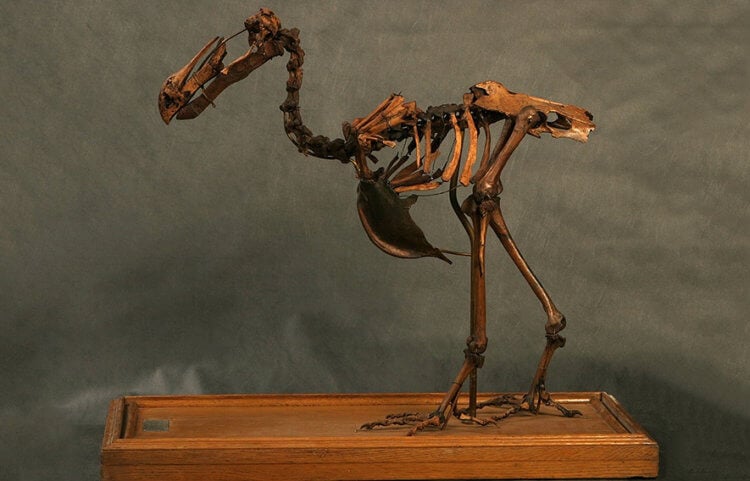 Причина вымирания динозавров. Кости птиц очень хрупки, поэтому быстро разлагаются. На фото — скелет птицы Додо, которая вымерла в XVII веке. Фото.
