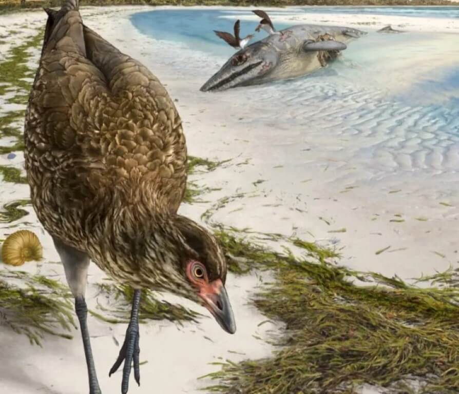 По мнению художников, курица Asteriornis maastrichtensis выглядела примерно так. Фото.