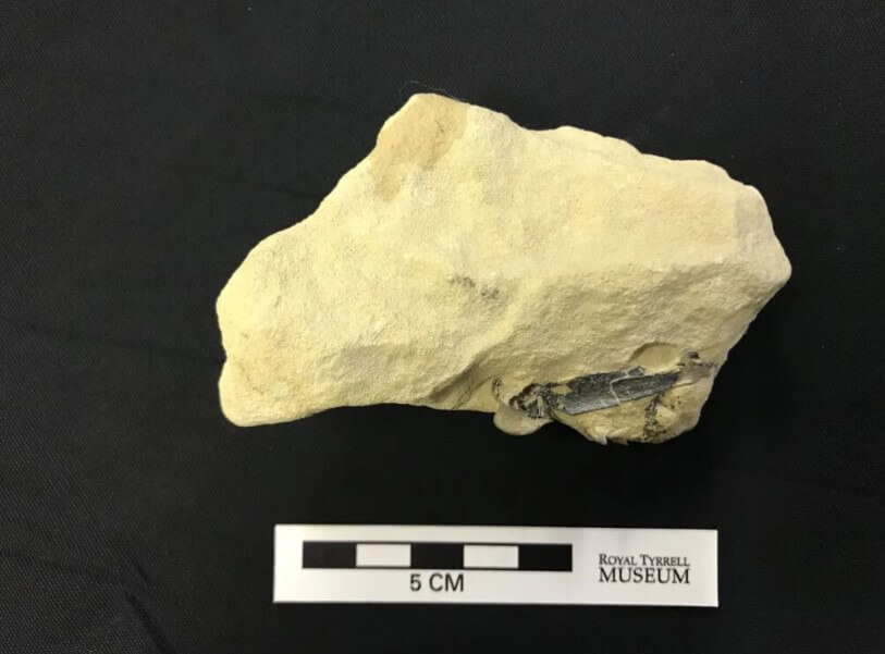 Окаменелость, внутри которой были найдены останки самой древней птицы в мире. Фото.