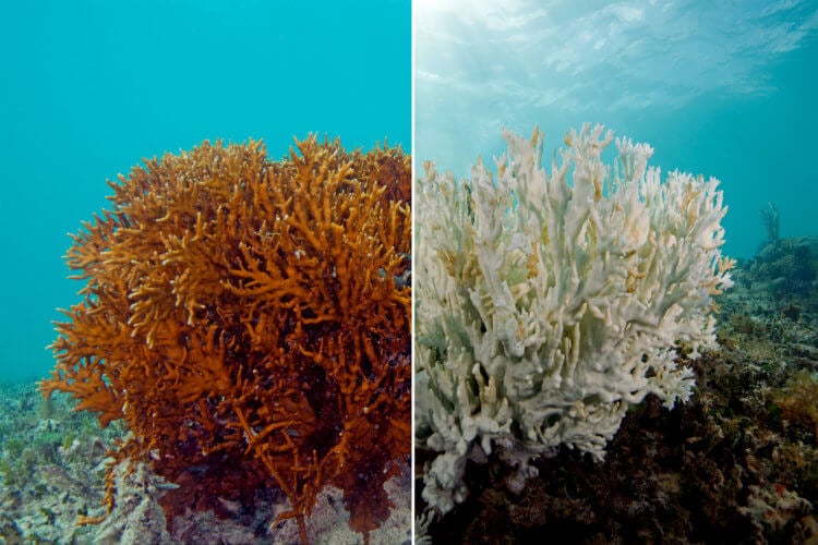 Какие признаки свидетельствуют о начале шестого массового вымирания дикой природы? Оказалось, кораллы — свидетели прошлых массовых вымираний. Фото.