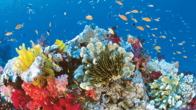 Какие тайны скрывают коралловые рифы? Коралловые рифы — дом для более чем 150 видов рыб. Фото.