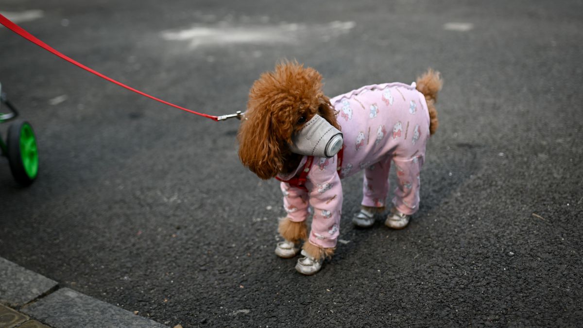 Не стоит боятся за своих четвероногих друзей. Фото.