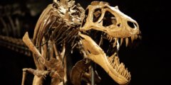 В каких странах надо искать кости динозавров и можно ли на этом заработать? Фото.