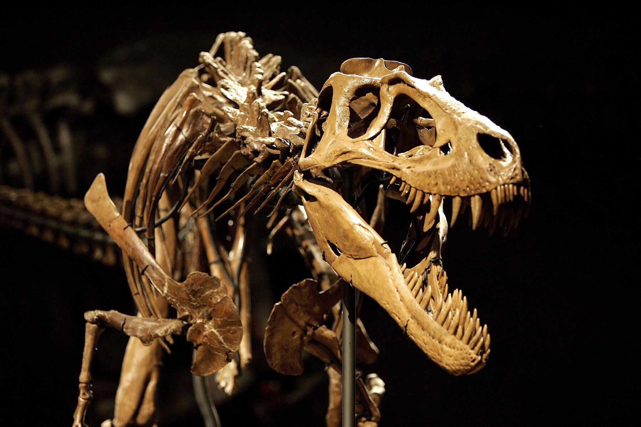 Кости динозавров ДЕАГОСТИНИ