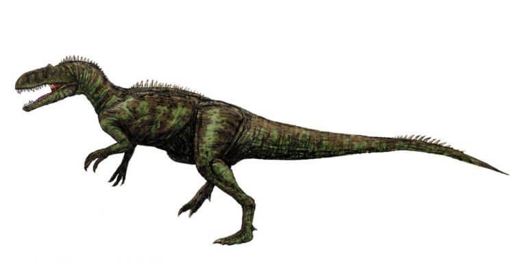 Динозавры в России. Примерно так выглядел Allosaurus sibiricus. Фото.
