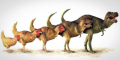 Могли ли динозавры не вымереть, а превратиться в птиц? Фото.