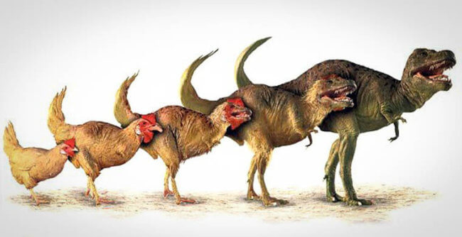 Могли ли динозавры не вымереть, а превратиться в птиц? Фото.