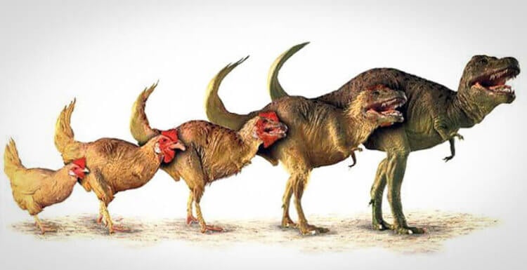 Могли ли динозавры не вымереть, а превратиться в птиц? Мог ли тираннозавр эволюционировать в курицу? Фото.