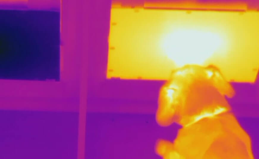 Насколько чувствителен собачий нос? Собака, которая обнаружила теплую игрушку. Насколько чувствителен собачий нос? Собака, которая обнаружила теплую игрушку. Фото.