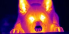 Собаки способны обнаруживать добычу по температуре их тела. Фото.