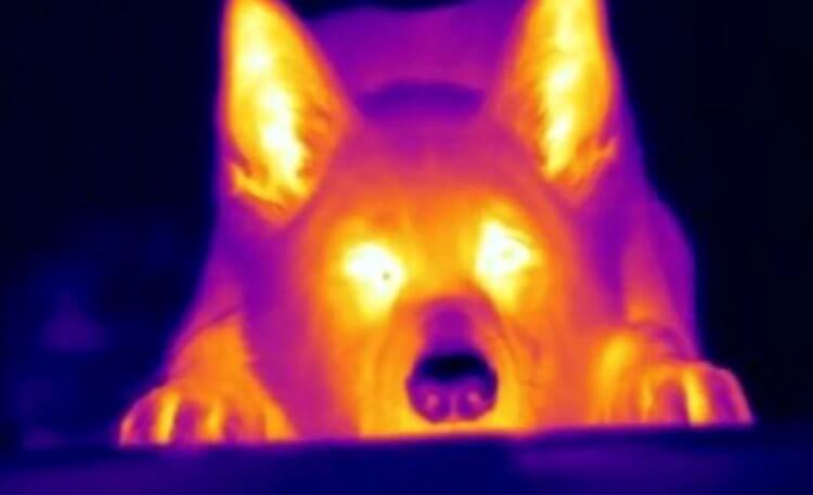 Собаки способны обнаруживать добычу по температуре их тела. Собачий нос оказался сложнее, чем считалось ранее. Фото.