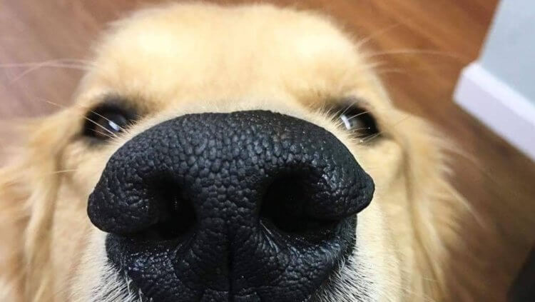 Насколько чувствителен собачий нос? Ринарий собак. Фото.