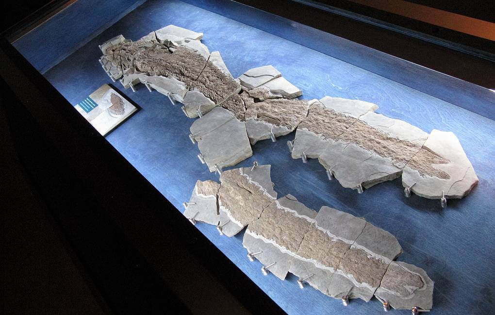 Эволюция животных. Окаменелый скелет элпистостеги (Elpistostege watsoni). Фото.