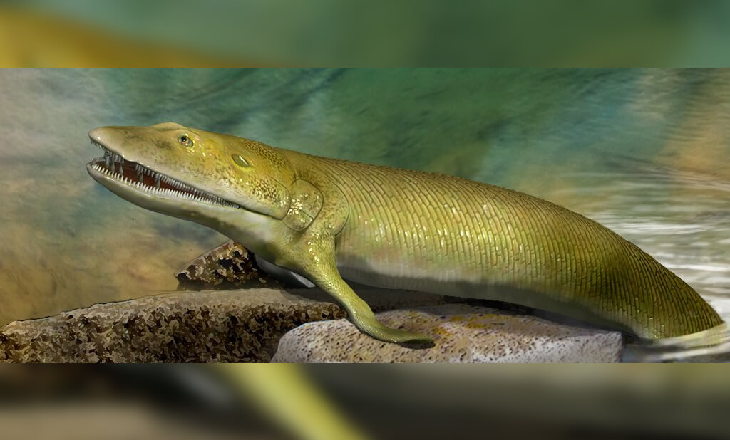 У какого животного пальцы выросли раньше, чем у остальных? Внутри плавников рыбы элпистостеги (Elpistostege watsoni) имелись настоящие пальцы. Фото.