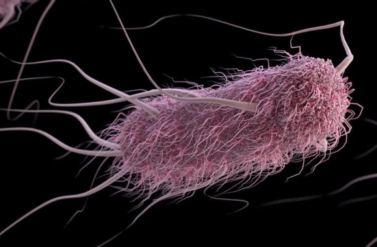 Бактерии способны останавливать свой рост, чтобы спастись от антибиотиков. Кишечная палочка (Escherichia coli) способна прятаться от антибиотиков. Фото.