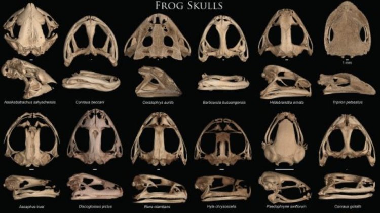 Что едят лягушки? Черепа лягушек бывают самых разных форм и размеров. Фото.