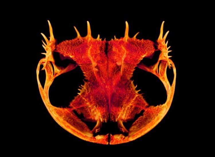 Почему у лягушек такая странная форма черепа? Так выглядит череп древесной лягушки (Anotheca spinosa). Фото.