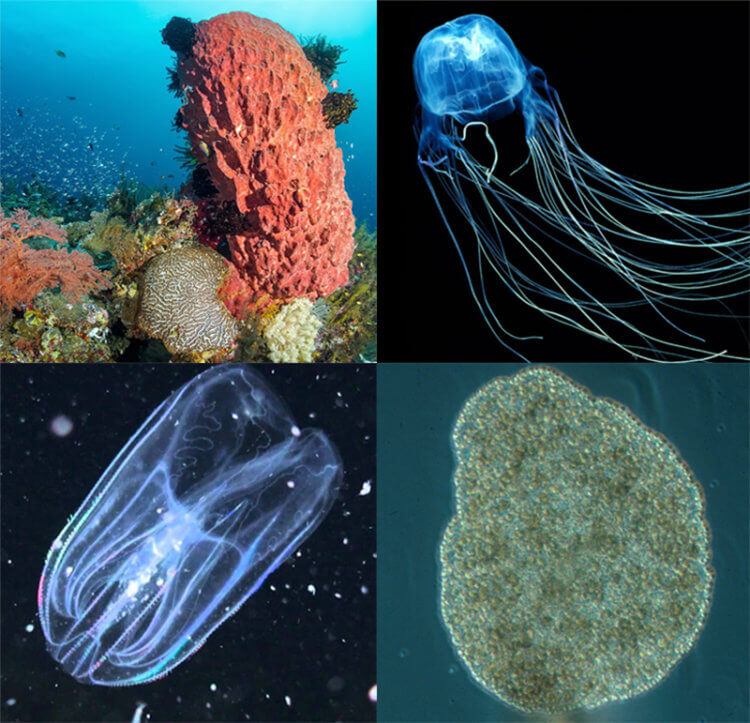 Как выглядел предок всех современных животных? По порядку показаны: морская губка, медуза, гребневик и пластинчатое животное. Фото.