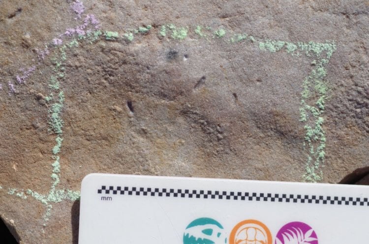Самый древний предок животных. Следы древнего животного были обнаружены в оной из скал Австралии. Фото.