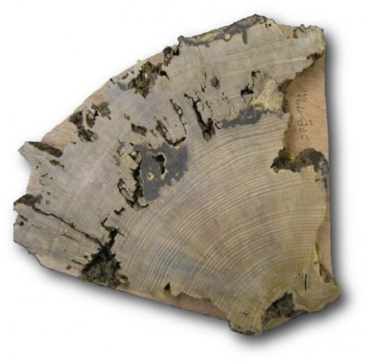 Дерево жизни в США. Поперечное сечение образца, взятого из дерева, найденного на площади Пуэбло-Бонито. Фото.