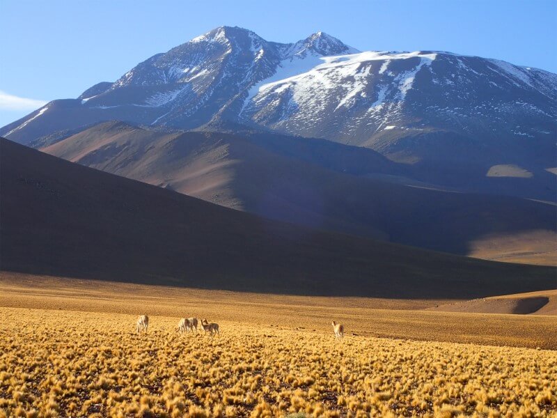 Самые выносливые животные. Красивый вид на вулкан Льюльяйльяко. Фото.