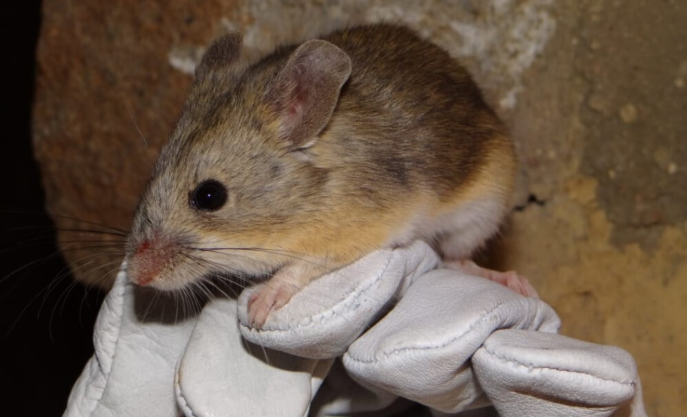 Самые выносливые животные. Листоухие хомячки вида Phyllotis xanthopygus rupestris способны выживать в холодных условиях с минимумом кислорода, но как им это удается — ученым пока неизвестно. Фото.