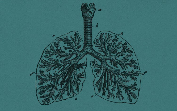 Зачем человеку воздух и как работают легкие? Легкие – главный орган дыхания, за здоровьем которого нужно внимательно следить. Фото.