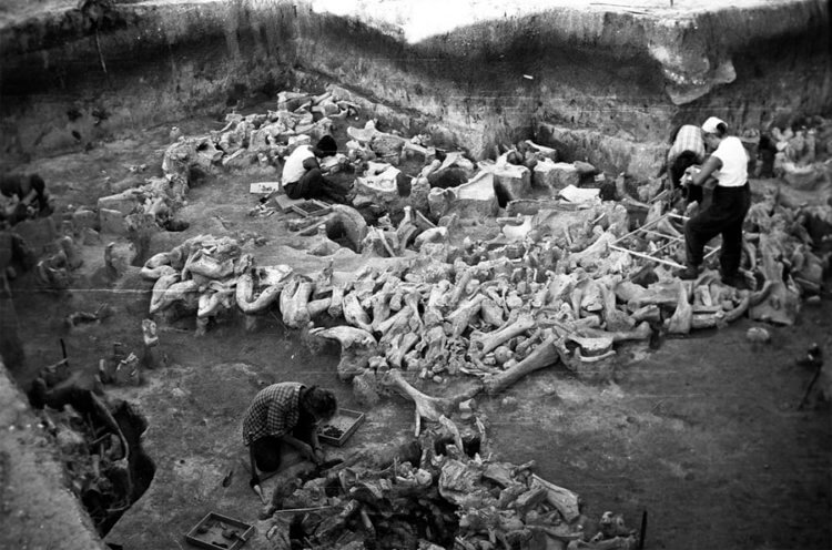 Древние обитатели России строили дома из костей мамонтов. Стоянка «Костенки 11» была обнаружена в 1949 году местным жителем во время рытья погреба. Фото.