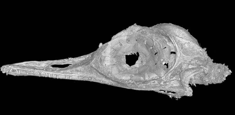 Жизнь динозавров. Визуализация черепа динозавра Oculudentavis khaungraae. Фото.