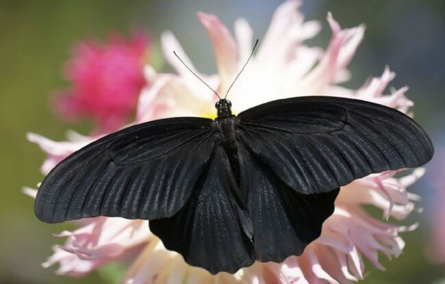 Почему крылья некоторых бабочек окрашены в самый черный цвет? Фото.