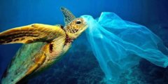 Почему черепахи едят пластиковый мусор? Фото.