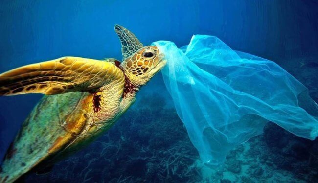 Почему черепахи едят пластиковый мусор? Фото.