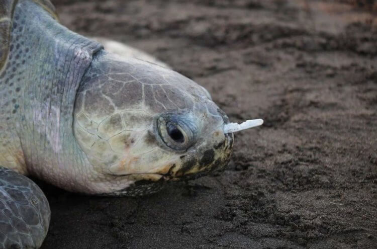 Животные едят пластик. Пластик в носу черепахи. Фото.