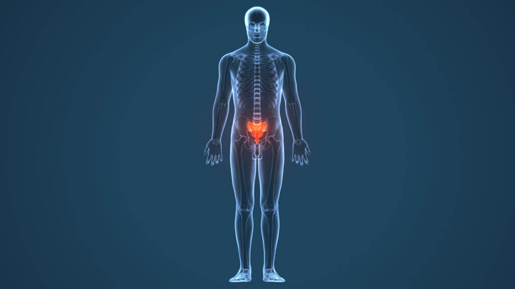 Когда-то отсюда рос хвост. Фото.