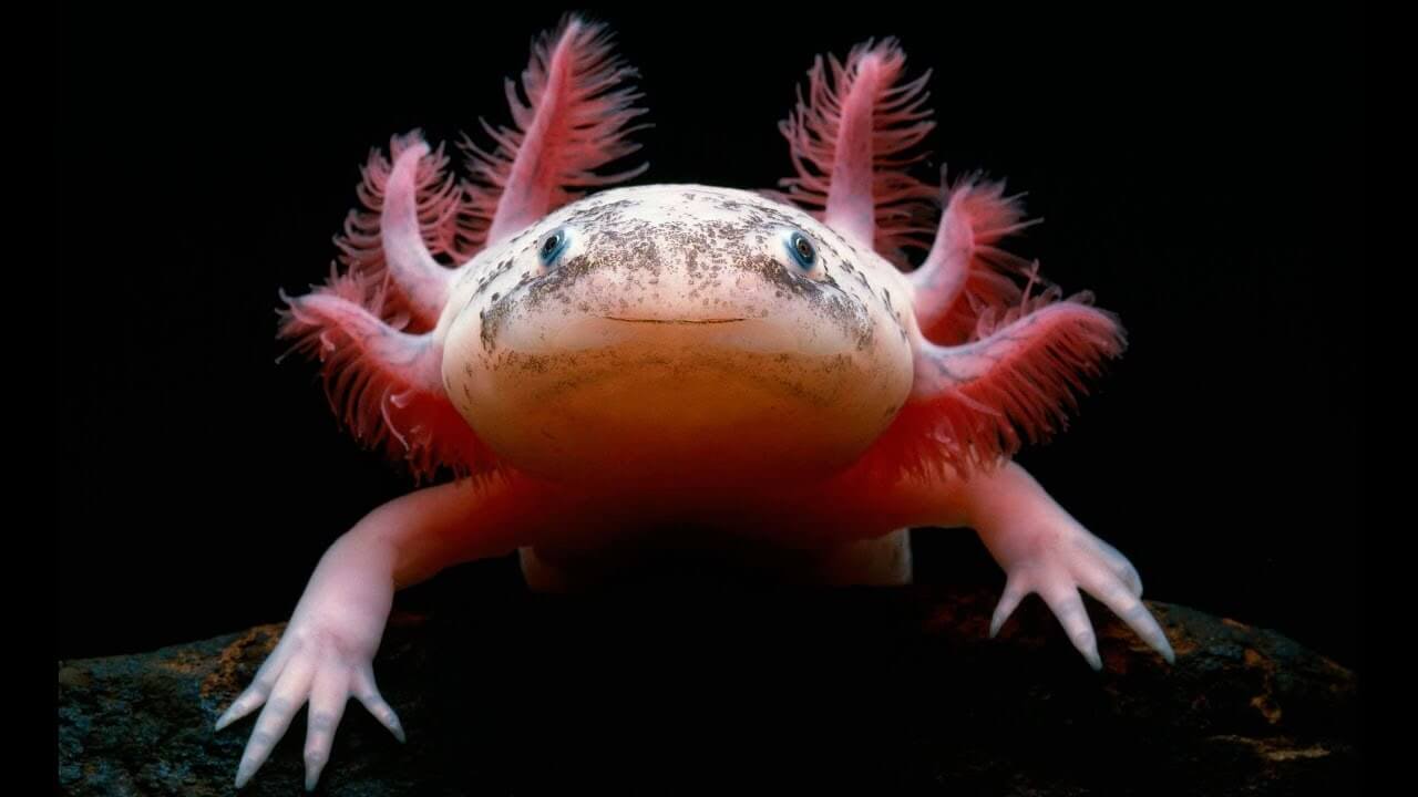 Может ли ДНК саламандры помочь в восстановлении потерянных конечностей человека? Аксолотль — неотеническая личинка саламандры. Это означает что она достигает половой зрелости не превратившись в взрослую форму. Фото.