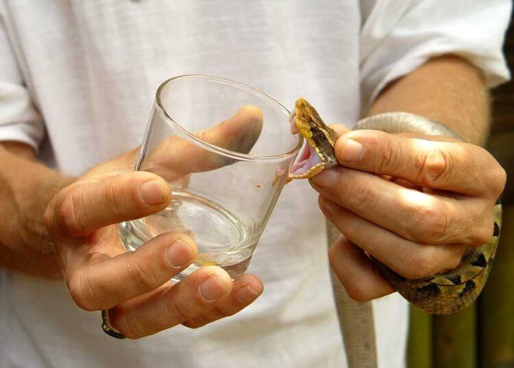 Зачем змеям нужен яд? Змеиные яды нашли свое применение даже в официальной медицине. Фото.