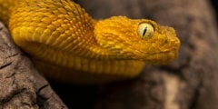 Как и для чего змеи вырабатывают яд? Фото.
