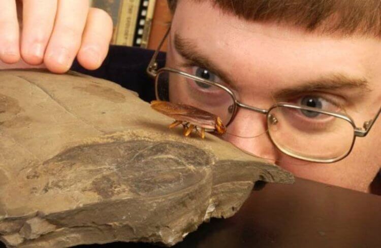 Зачем природе нужны тараканы? Окаменелость древнего таракана и его современный потомок. Фото.