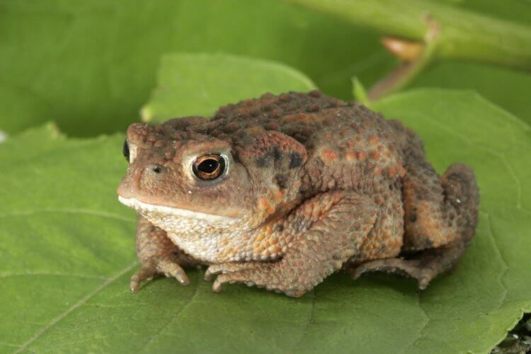 Вымирающие виды животных. На данный момент ученым известно около 300 видов жаб, но бразильские, безусловно, являются самыми удивительными из них. Фото.