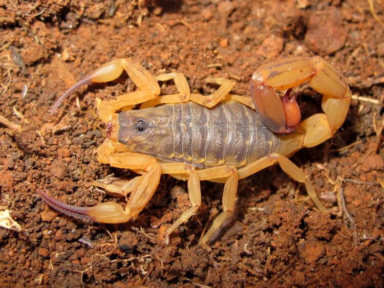 Это животное способно пережить укусы десяти скорпионов. Яд желтых скорпионов убивает людей, потому что вызывает отек легких. Фото.