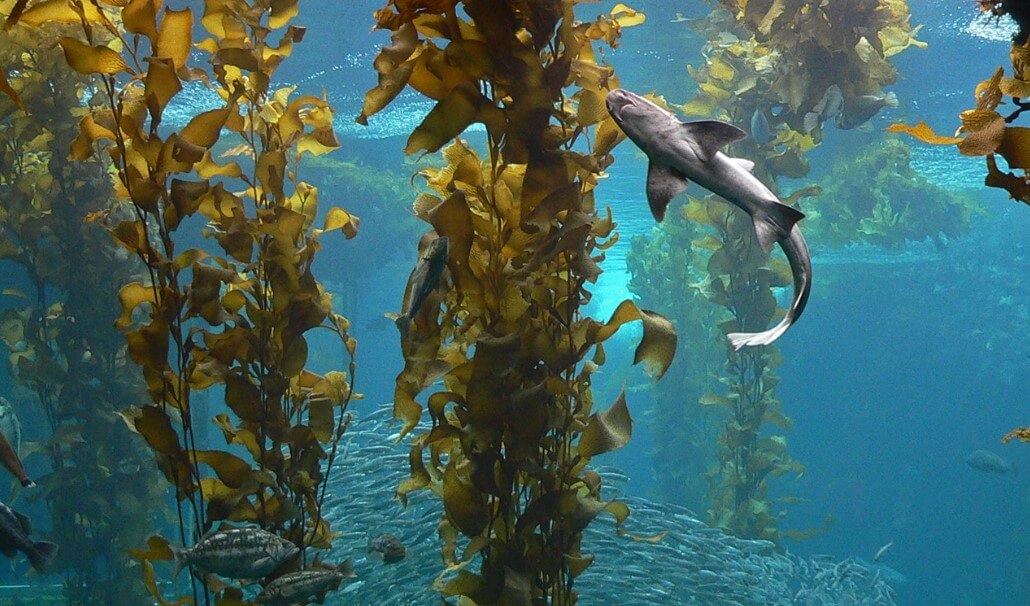 На Земле найдено место, которое не пострадало от рук человека. Недалеко от группы островов Огненная Земля есть подводный лес, нетронутый человеком. Фото.