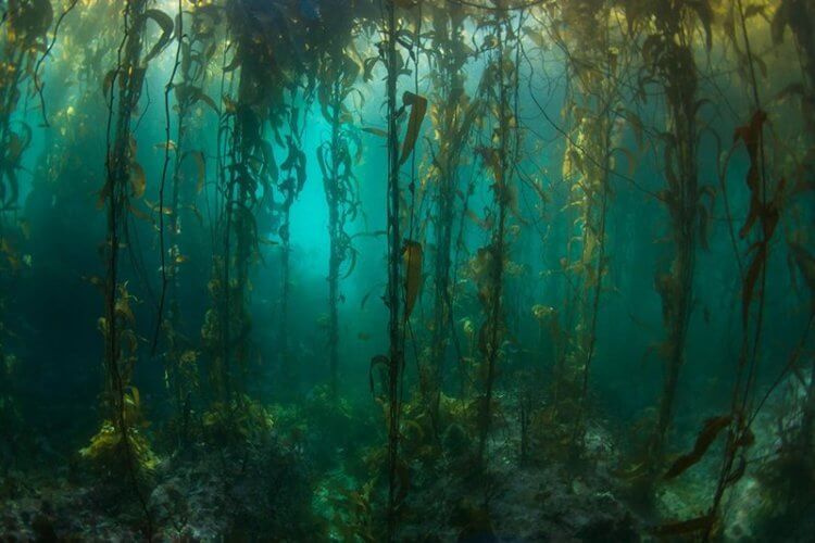 Место, нетронутое человеком. Длина водорослей в подводных лесах может достигать 60 метров. Фото.