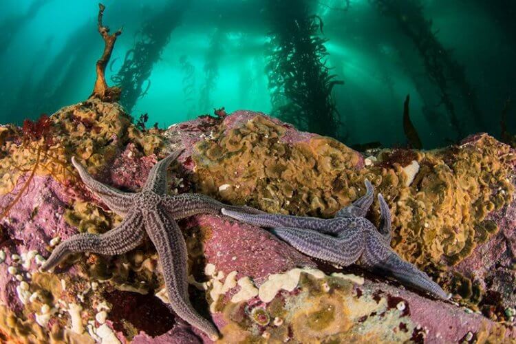Какими бывают подводные леса? Подводные леса считаются любимым местом обитания морских ежей и звезд. Фото.
