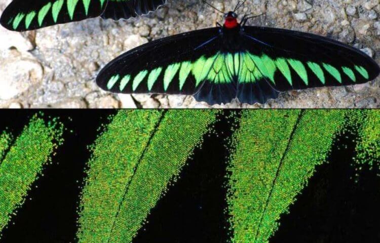 Строение крыльев бабочек. Части крыльев некоторых бабочек окрашены в самый черный цвет в мире. Фото.