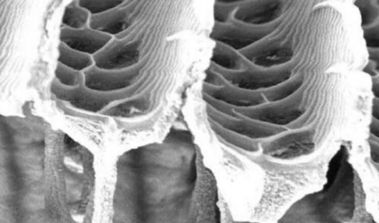 Строение крыльев бабочек. Черные участки крыльев бабочек под микроскопом. Фото.