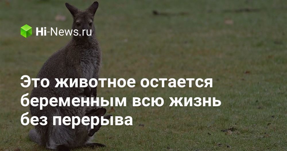 жираф язык. собака на привязи у магазина. собаки верные и преданные. остаться животный. бездомные собаки.