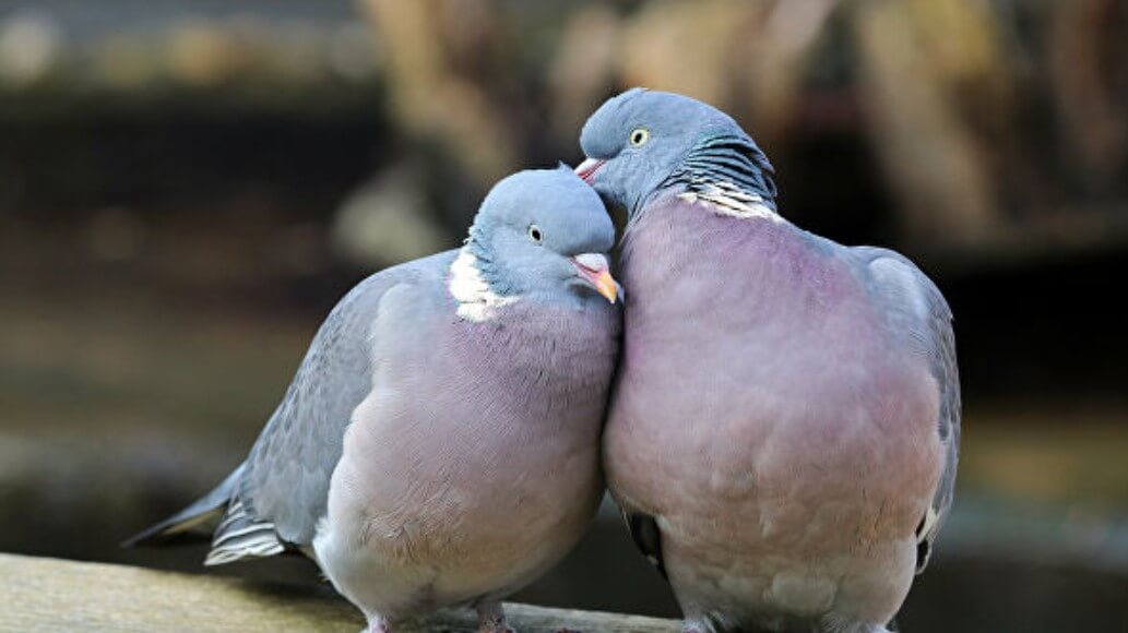 Могут ли люди и животные чувствовать магнитное поле планеты? Способность чувствовать магнитное поле Земли есть у голубей. При помощи нее они могут проложить маршрут до нужного им места. Фото.