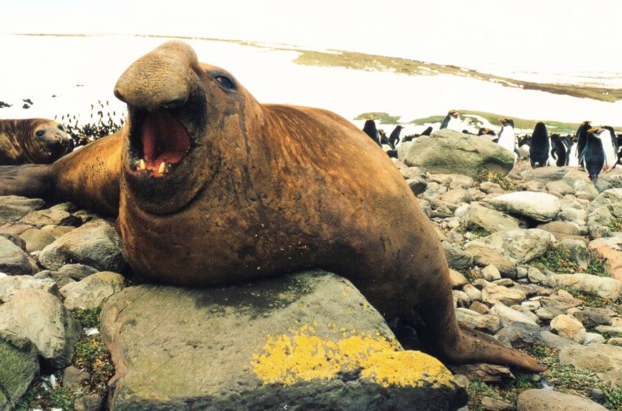 Морские слоны Mirounga leonina часто устраивают кровопролитные драки. Фото.
